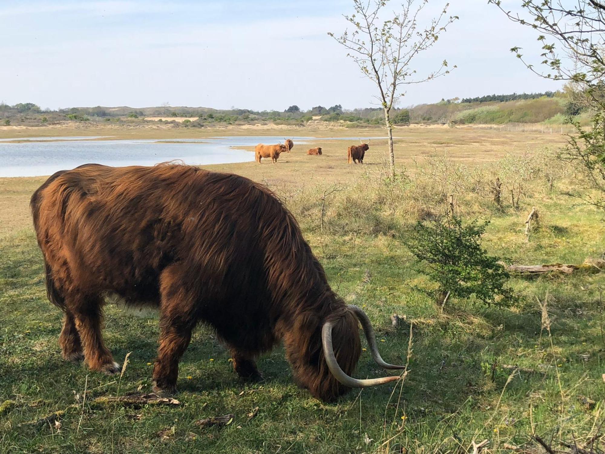 Eco Lodge Duin- Unieke Locatie -Strand, Duin En Nabij Cultuursteden Castricum Luaran gambar
